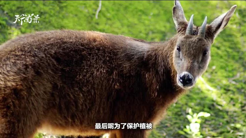 2025新澳正版今晚资料四不像,警惕虚假宣传、全面解答、全面解答解释落实