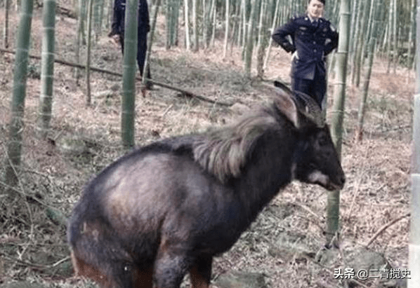 奥门今天晚上四不像,警惕虚假宣传落实,定量解答解释落实
